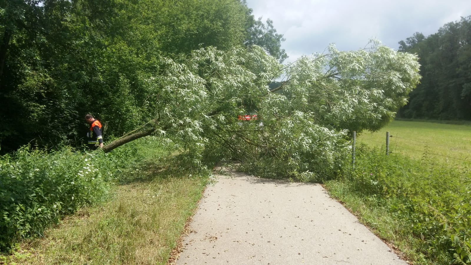 Baum über Radweg